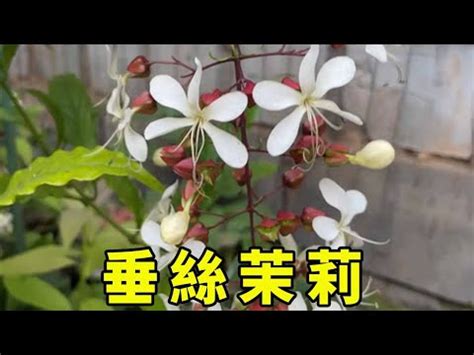 垂枝茉莉風水|【垂枝茉莉風水】「垂枝茉莉風水指南：打造仙氣飄逸的家居環境。